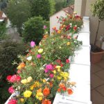 Blumen wilheine Hannover - Balkonkästen