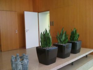 Blumen wilheine Hannover - Service - Hydrokultur